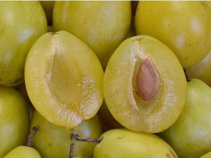 Švestka zakrslá 'Goldust'  Prunus domestica 'Goldust'
