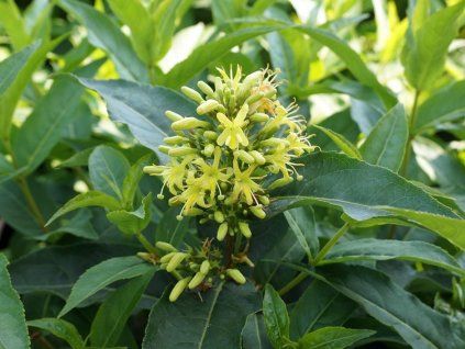 Zanice bezřapíčná 'Butterfly'  Diervilla sessilifolia 'Butterfly'