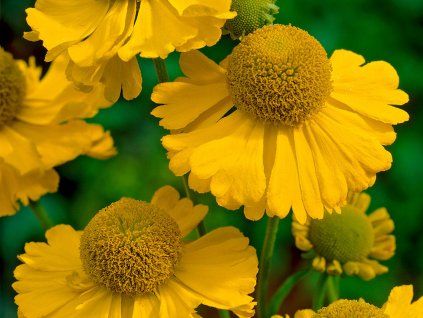 Záplevák x hybr. 'Kanaria'  Helenium x hybr. 'Kanaria'