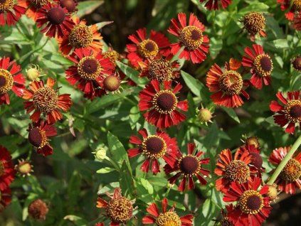 Záplevák x hybr. 'Ruby Tuesday' - Helenium x hybr. 'Ruby Tuesday'  Helenium x hybr. 'Ruby Tuesday'