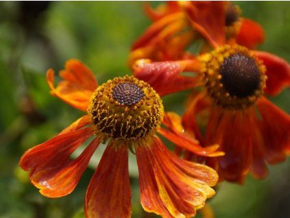 Záplevák x hybr. 'Waltraud' - Helenium x hybr. 'Waltraud'  Helenium x hybr. 'Waltraud'