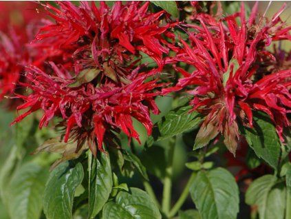 Zavinutka podvojná 'Goldmelisse' - Monarda didyma 'Goldmelisse'  Monarda didyma 'Goldmelisse'