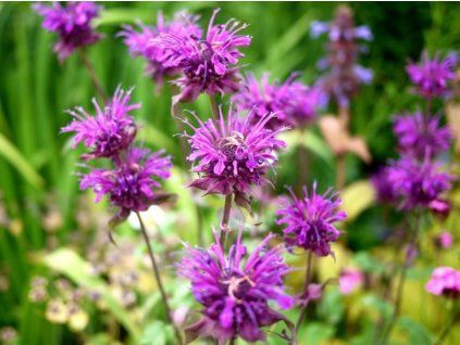 Zavinutka x hybrida 'Blaustrumpf' - Monarda x hybrida 'Blaustrumpf'  Monarda x hybrida 'Blaustrumpf'