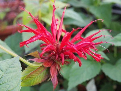 Zavinutka zahradní 'Fireball' - Monarda hybridy 'Fireball'  Monarda hybridy 'Fireball'