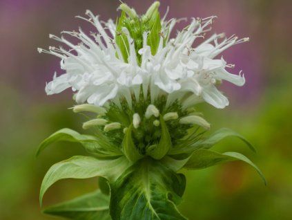 Zavinutka x hybrida 'Schneewittchen' - Monarda x hybrida 'Schneewittchen'  Monarda x hybrida 'Schneewittchen'