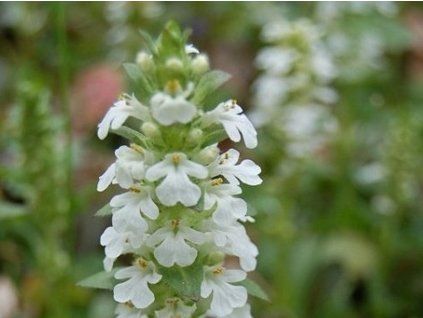 plaziv� alba