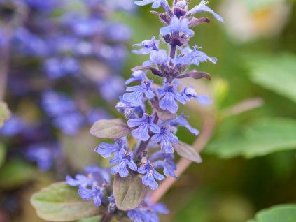 Zběhovec plazivý 'Braunherz' - Ajuga reptans 'Braunherz'  Ajuga reptans 'Braunherz'