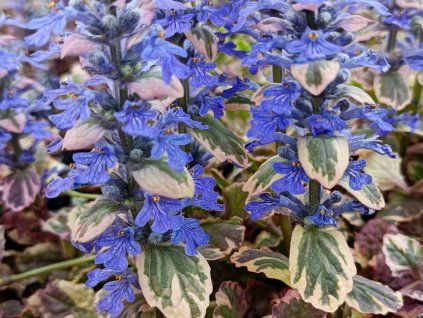 Zběhovec plazivý 'Burgundy Glow' - Ajuga reptans 'Burgundy Glow'  Ajuga reptans 'Burgundy Glow'
