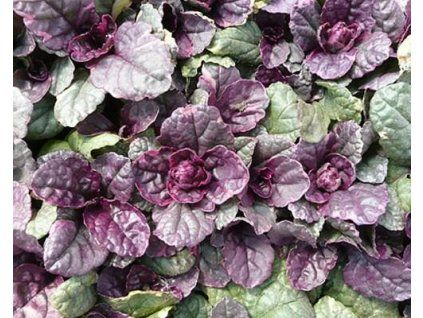 67971 1 zbehovec plazivy burgundy glow p11