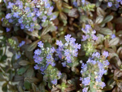 Zběhovec plazivý 'Mahogany' - Ajuga reptans 'Mahogany'  Ajuga reptans 'Mahogany'