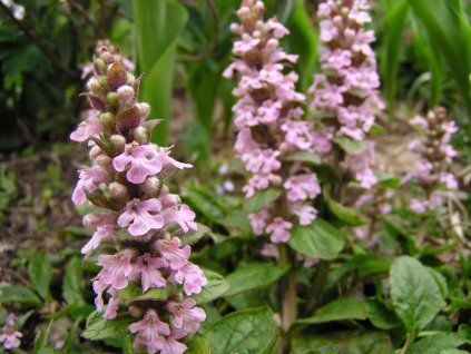 Zběhovec plazivý 'Pink Surprise' - Ajuga reptans 'Pink Surprise'  Ajuga reptans 'Pink Surprise'