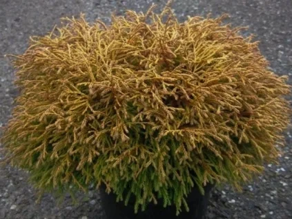 Zerav západní 'Golden Tuffet'  Thuja occidentalis 'Golden Tuffet'