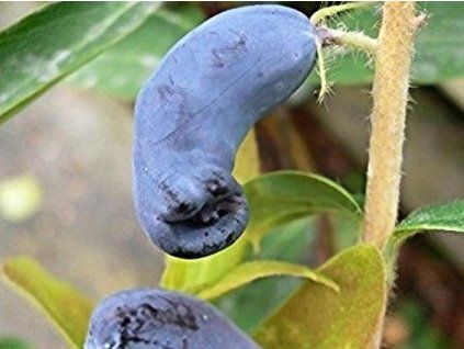 Zimolez kamčatský 'Atut'  Lonicera kamtschatica 'Atut'