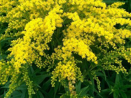 Zlatobýl kanadský 'Goldkind' - Solidago canadensis 'Goldkind'  Solidago canadensis 'Goldkind'