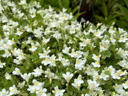 Zvěšinec bledý 'Alba' - Cymbalaria pallida 'Alba'  Cymbalaria pallida 'Alba'