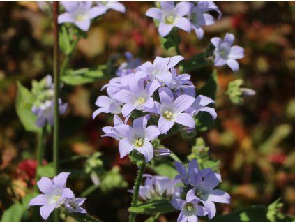 Zvonek bělokvětý 'Prichard's Variety' - Campanula lactiflora 'Prichard's Variety'  Campanula lactiflora 'Prichard´s Variety'