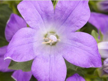 Zvonek dalmatský - Campanula portenschlagiana  Campanula portenschlagiana