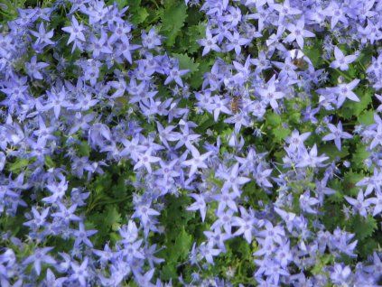 Zvonek garganský - Campanula garganica  Campanula garganica