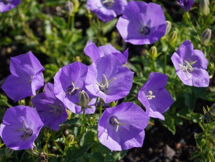 Zvonek karpatský 'Karl Foerster' - Campanula carpatica 'Karl Foerster'  Campanula carpatica 'Karl Foerster'