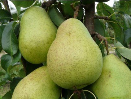Hrušeň 'Delwilmor'  Pyrus communis 'Delwilmor'