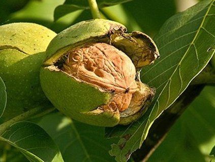 Ořešák královský  Juglans regia