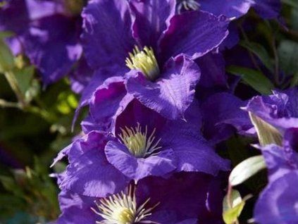 Plamének 'Hakuookan'  Clematis 'Hakuookan'