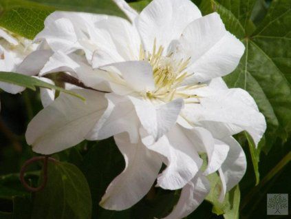 Plamének 'Marie Sklodowska Curie'  Clematis 'Marie Sklodowska Curie'