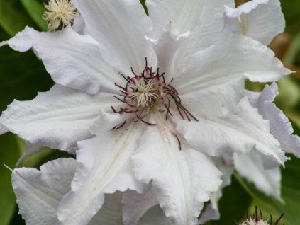Plamének 'Snow Queen'  Clematis 'Snow Queen'