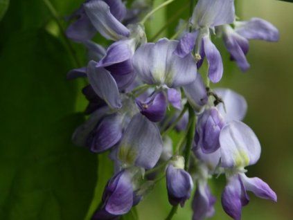 Vistárie 'Domino'  Wisteria 'Domino'