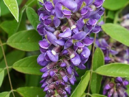 Vistárie křovitá 'Longwood Purple'  Wisteria frutescens 'Longwood Purple'