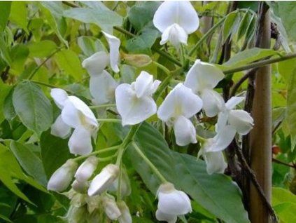 white silk