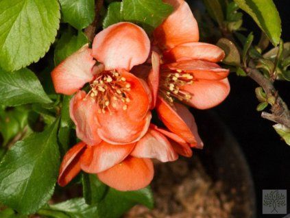 Kdoulovec japonský 'Cido'  Chaenomeles japonica 'Cido'