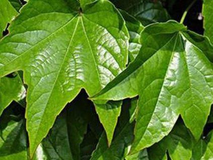 Přísavník trojlaločný 'Diamond Mountains'  Parthenocissus tricuspidata 'Diamond Mountains'