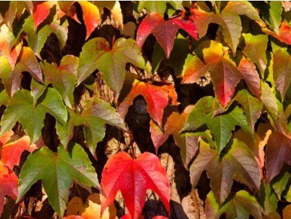 Přísavník trojlaločný 'Green Spring'  Parthenocissus tricuspidata 'Green Spring'
