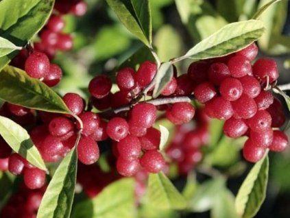 Hlošina okoličnatá 'Pointilla Amoroso'  Elaeagnus umbellata 'Pointilla Amoroso'