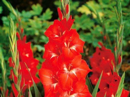 Mečík 'Traderhorn'  Gladiolus 'Traderhorn'