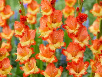 Mečík 'Princess Margaret Rose'  Gladiolus 'Princess Margaret Rose'