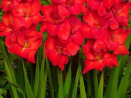 Mečík 'Oscar'  Gladiolus 'Oscar'