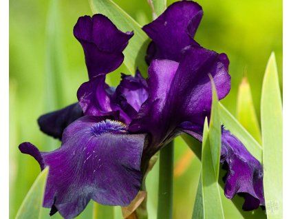 Iris germanica 'Black Dragon'