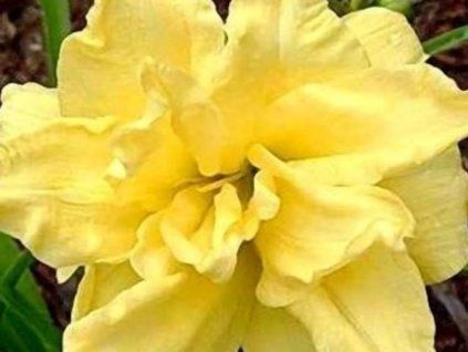 double yelow d