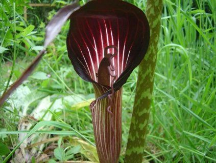 arisaema speciosum