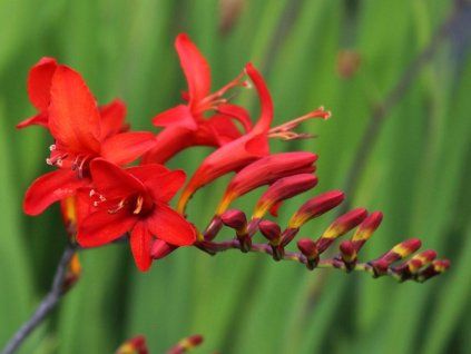Montbrécie 'Lucifer' - Crocosmia 'Lucifer'  Crocosmia 'Lucifer'