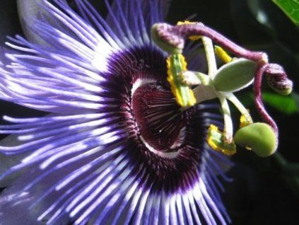 purple p