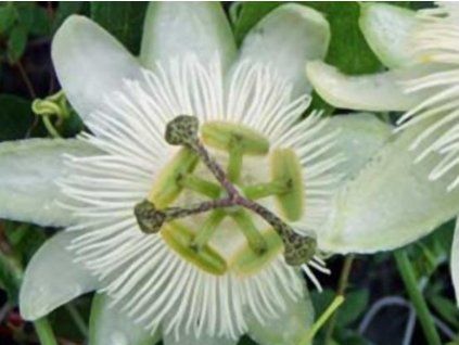 white mu�enka