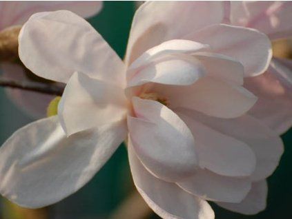 Magnolie hvězdokvětá 'Alixeed'  Magnolia stellata 'Alixeed'