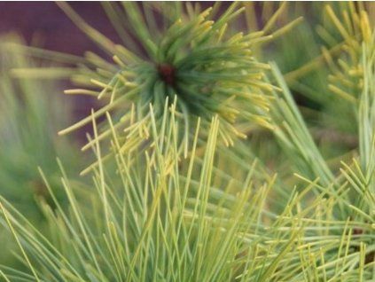 hustokv�t� aurea