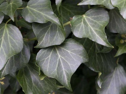 Břečťan popínavý 'Hibernica'  Hedera helix 'Hibernica'