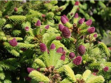 Smrk ztepilý 'Pusch'  Picea abies 'Pusch'