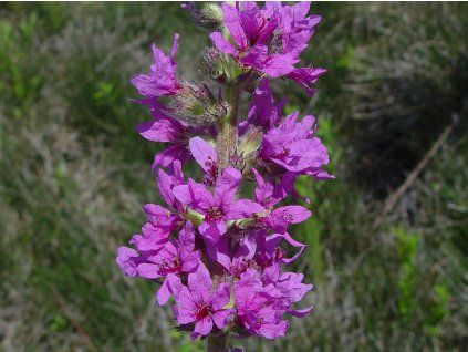 71466 kyprej vrbice lythrum salicaria