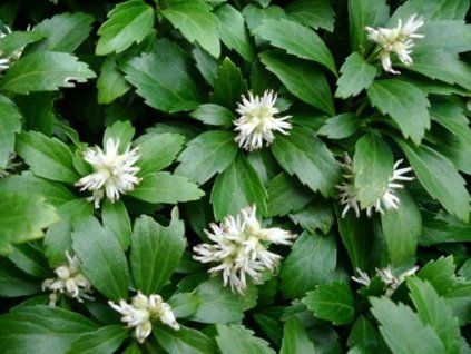 green sheen